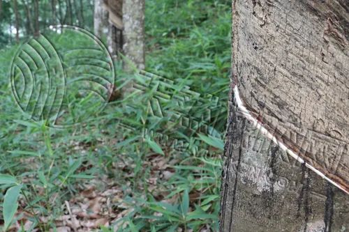 橡胶市场预期大“转弯”，分歧“愈演愈烈”？-第4张图片-特色小吃做法