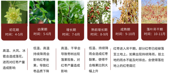 红枣：新季枣质量两级分化 好枣收购价上涨-第6张图片-特色小吃做法